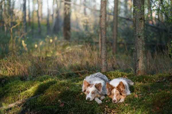 Dva Psi Lese Dvě Roztomilé Hraniční Kolie Leží Mechu Létě — Stock fotografie