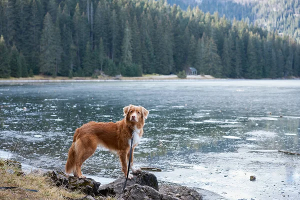 stock image the dog stands by the frozen mountain lake. in nature. Traveling with a pet