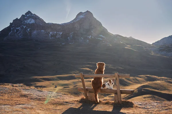 stock image the dog sits on a bench and looks at the peak of the mountain. Nova Scotia duck tolling retriever in nature, outdoors 