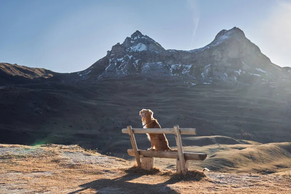 Собака Сидит Скамейке Смотрит Вершину Горы Новая Шотландия Утка Платный — стоковое фото