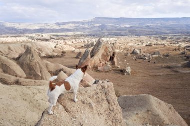 Kapadokya 'daki küçük köpek kumlu dağların arka planına karşı. Gün doğumunda Jack Russell Terrier