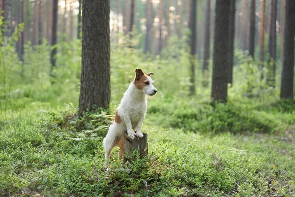 Perro Puso Sus Patas Muñón Divertido Jack Russell Terrier Bosque —  Fotos de Stock