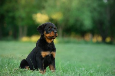 Parkta çimlerde bir köpek yavrusu. Şirin Rottweiler köpeği. Parkta bir evcil hayvanla yürümek. 