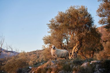 Zeytin korusunda koyun. Doğada günbatımında komik hayvanlar