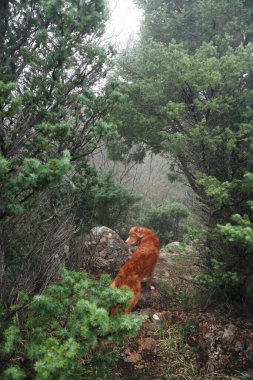 Sisli bir ormanda kırmızı köpek. Doğadaki Nova Scotia ördek avcıları. Evcil bir hayvanla yürüyüş. orman peri masalı