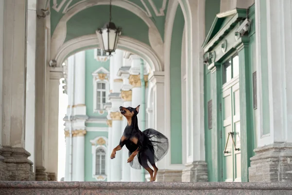 Dog Tutu Ballerina City Petersburg Standard German Pinscher Posing Backdrop — Stock Photo, Image