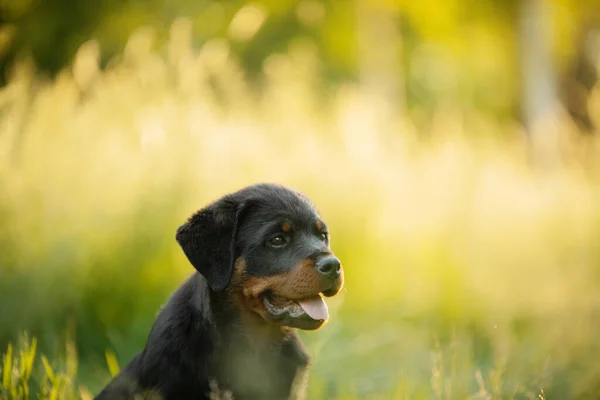 Szczeniak Trawie Parku Słodki Pies Rottweiler Przyrodzie Spacer Zwierzakiem Parku — Zdjęcie stockowe