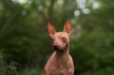 Yeşil elbiseli tüysüz köpek portresi. Amerikan Kılsız Teriyeri, doğada.. 