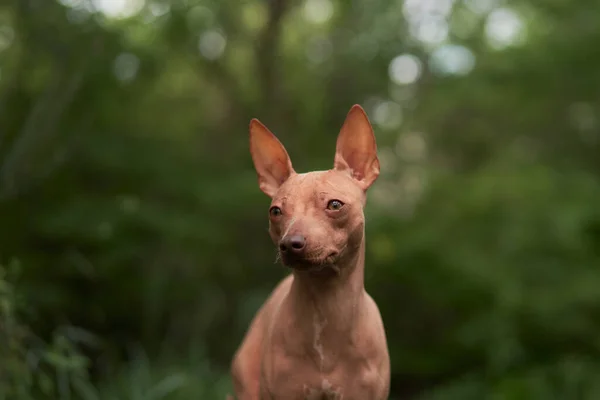 Πορτρέτο Του Ατρίχωτου Σκύλου Στο Πράσινο American Hairless Terrier Εξωτερική — Φωτογραφία Αρχείου