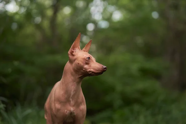 Portret Psa Bez Włosów Zieleni American Hairless Terrier Zewnątrz Naturze — Zdjęcie stockowe