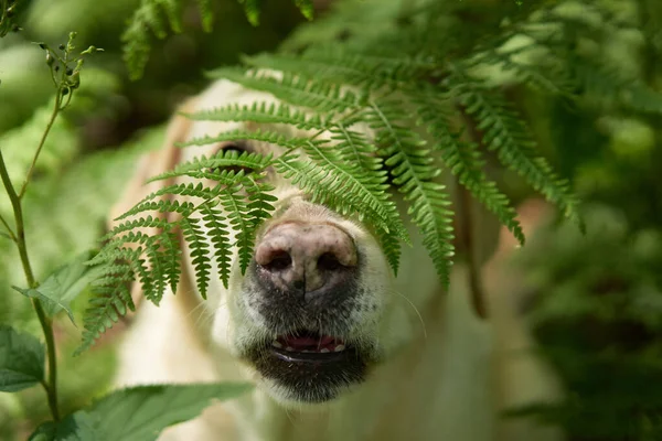 Retrato Labrador Fawn Retriever Floresta Samambaia Cão Fundo Vegetação Pet — Fotografia de Stock