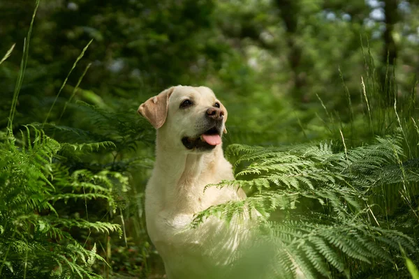 Portrét Plavého Labradorského Retrívra Lese Kapradině Pes Pozadí Zeleně Domácí — Stock fotografie