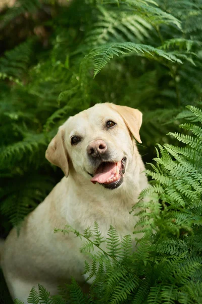 Portrait Labrador Fauve Récupérateur Dans Forêt Fougère Chien Sur Fond — Photo