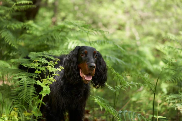 Μαύρος Σκύλος Στο Δάσος Πράσινο Gordon Ρυθμιστή Εξωτερικούς Χώρους Καλοκαίρι — Φωτογραφία Αρχείου