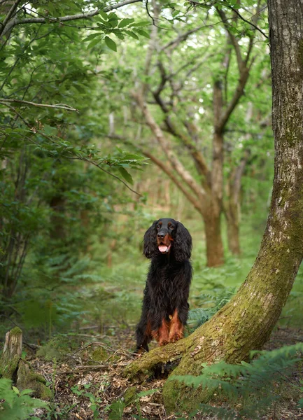 stock image Black dog in the forest, greenery. Gordon setter outdoors in summer. Walking with a pet