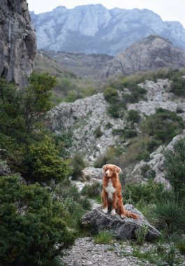 Dağlarda kızıl köpek, bir evcil hayvanla yürüyüş. Nova Scotia ördek çanı yeşil ağaçların arka planına karşı doğada av köpeği.