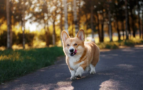 Собака Біжить Парку Веселий Валлійський Коргі Пемброке Природі Влітку Тварина — стокове фото
