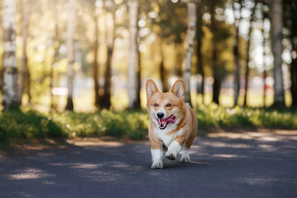 Собака Біжить Парку Веселий Валлійський Коргі Пемброке Природі Влітку Тварина — стокове фото