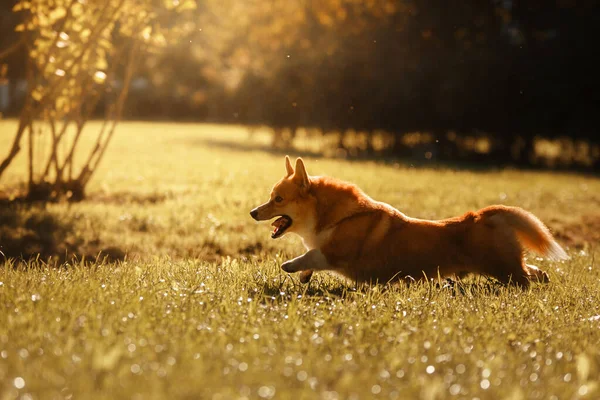 Cão Corre Parque Corgi Galês Engraçado Pembroke Natureza Verão Pet — Fotografia de Stock