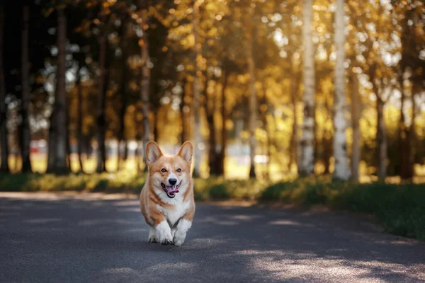 Собака Бегает Парку Веселый Валлийский Пемброк Природе Летом Домашнее Животное — стоковое фото