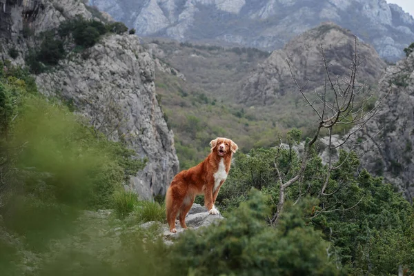 Perro Rojo Las Montañas Senderismo Con Una Mascota Nueva Escocia — Foto de Stock
