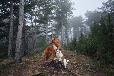 İki köpek birlikte. Jack Russell Terrier ve Nova Scotia Duck Tolling Retriever. Evcil hayvan arkadaşlığı. Sisli bir ormanda doğadaki köpekler