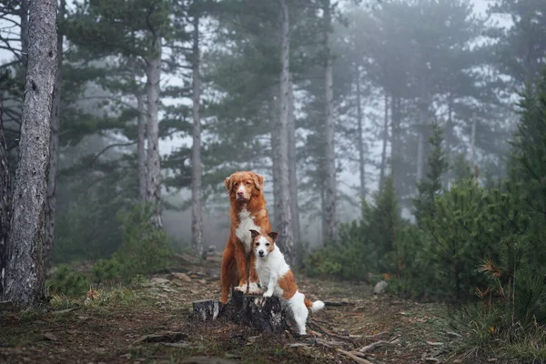 两只狗在一起 Jack Russell Terrier和Nova Scotia Duck Tolling Retriever 宠物的友谊 雾蒙蒙的森林里的狗 — 图库照片