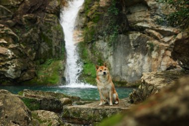 Şelaledeki köpek. Shiba inu doğada. Aktif bir evcil hayvanla seyahat ve yürüyüş.