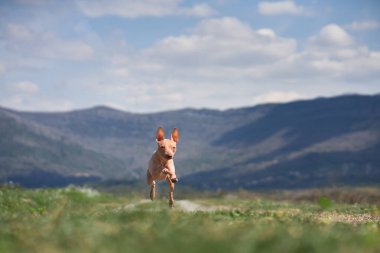 Neşeli köpek koşuyor. Amerikan Kılsız Teriyeri. hareket, komik, mutlu