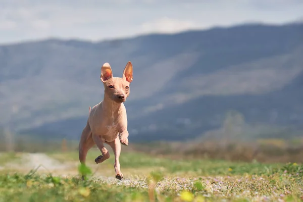 Perro Alegre Corriendo American Hairless Terrier Movimiento Divertido Feliz — Foto de Stock