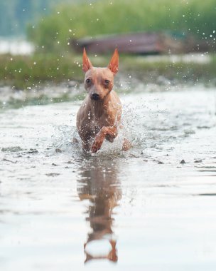 Mutlu köpek suyla koşar. Gölde komik Amerikan Kılsız Teriyeri oyunu. Evcil bir hayvanla aktif tatil