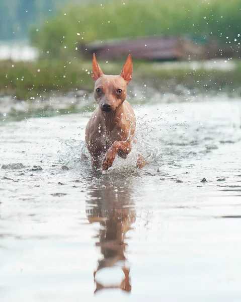 Šťastný Pes Běží Vodě Vtipný Americký Teriér Bez Chlupů Hraje — Stock fotografie