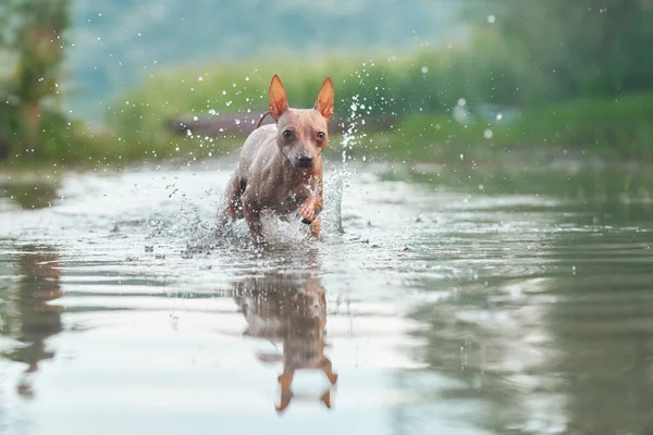 Счастливая Собака Бегает Воде Забавный Американский Терьер Волос Играет Озере — стоковое фото