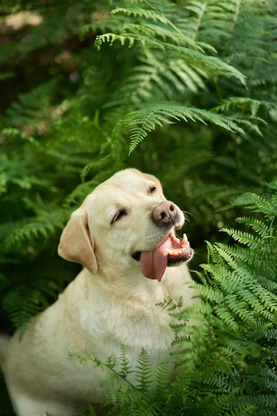 Πορτρέτο Ελαφιού Λαμπραντόρ Ριτρίβερ Στο Δάσος Της Φτέρης Σκύλος Φόντο — Φωτογραφία Αρχείου