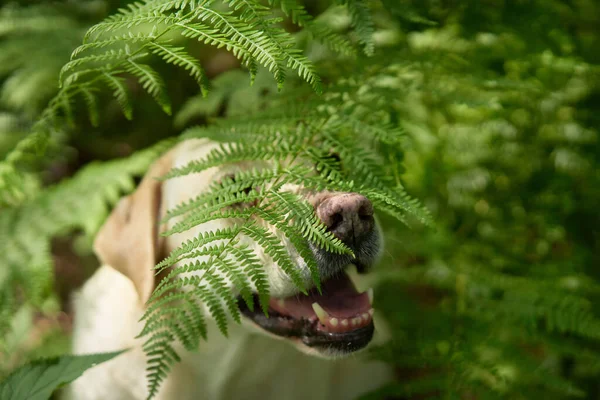 Πορτρέτο Ελαφιού Λαμπραντόρ Ριτρίβερ Στο Δάσος Της Φτέρης Σκύλος Φόντο — Φωτογραφία Αρχείου