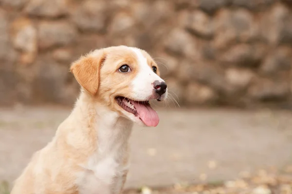 Schattig Puppy Portret Hond Lachend Huisdier Natuur — Stockfoto