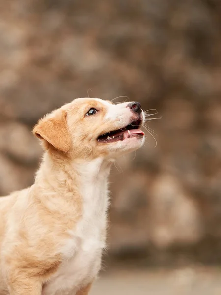 Lindo Retrato Cachorro Perro Sonriendo Mascota Naturaleza — Foto de Stock