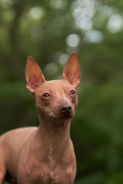 Portret Psa Bez Włosów Zieleni American Hairless Terrier Zewnątrz Naturze — Zdjęcie stockowe