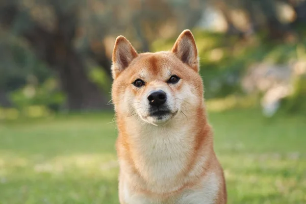 Портрет Собаки Природе Шиба Ину Солнце Парке — стоковое фото