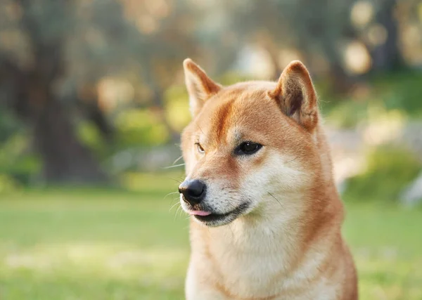 自然の中で犬の肖像画 公園内の太陽の下で芝犬 — ストック写真