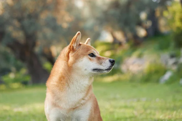 Doğadaki Bir Köpeğin Portresi Shiba Inu Parkta Güneşlendi — Stok fotoğraf