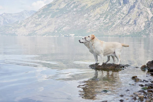 Stock image two dogs on the embankment against the backdrop of mountains and the sea. Labrador Retriever near the water. Pet in nature.