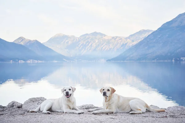 Dos Perros Terraplén Sobre Telón Fondo Las Montañas Mar Labrador —  Fotos de Stock