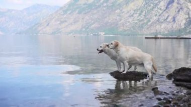 Dağların ve denizin arkaplanına karşı iki köpek. Labrador Retriever deniz kenarında. Doğada evcil hayvan.