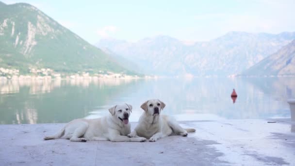 两条狗在堤岸上 面对着高山和大海 拉布拉多猎犬在水边觅食宠物的本质 — 图库视频影像