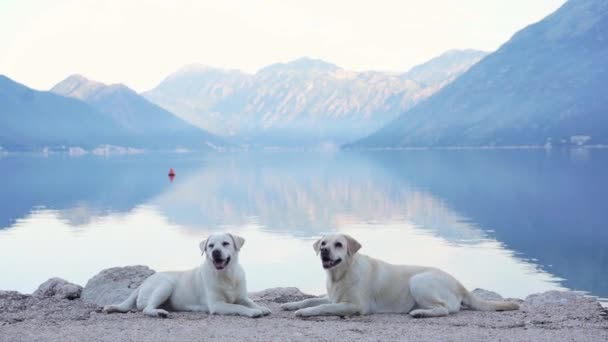 Twee Honden Dijk Tegen Achtergrond Van Bergen Zee Labrador Retriever — Stockvideo