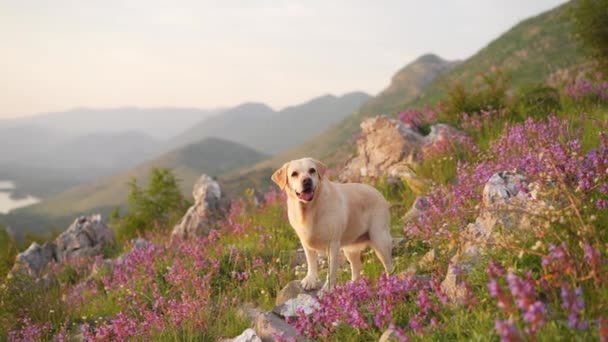 Perro Entre Flores Silvestres Contra Telón Fondo Las Montañas Fawn — Vídeo de stock