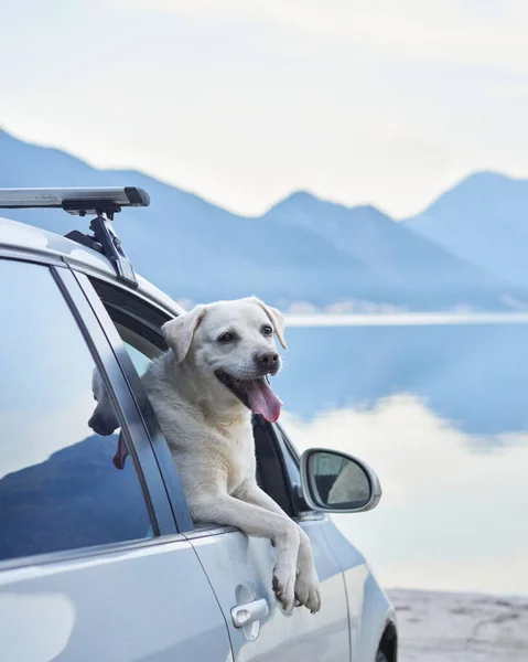 Hund Auto Blickt Aus Dem Fenster Vor Dem Hintergrund Des — Stockfoto