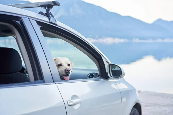Pies Samochodzie Wygląda Przez Okno Tle Morza Gór Śmieszne Zwierzątko — Zdjęcie stockowe