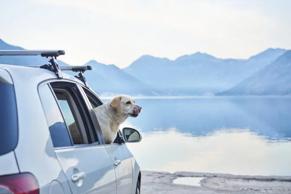 Hund Auto Blickt Aus Dem Fenster Vor Dem Hintergrund Des — Stockfoto